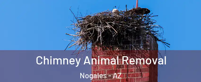 Chimney Animal Removal Nogales - AZ