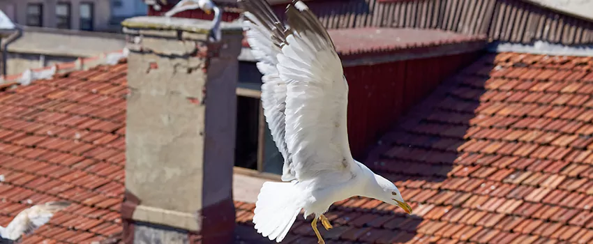 Residential Chimney Animal Removal Solution in Nogales, AZ