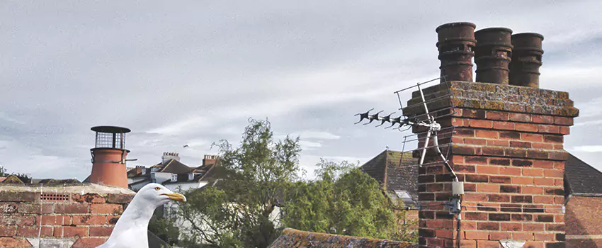 Chimney Cleaning And Restoration in Nogales, Arizona